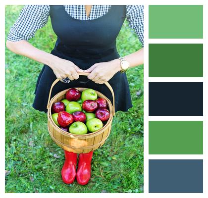 Basket Of Apples Apple Picking Woman Image